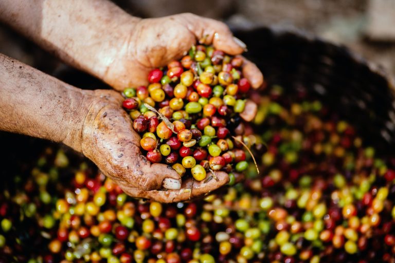 Arabica vs. Robusta: de verschillen